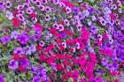 USA, Oregon, Camby, Swan Island dahlias with picture of colorful Petunias Art Print